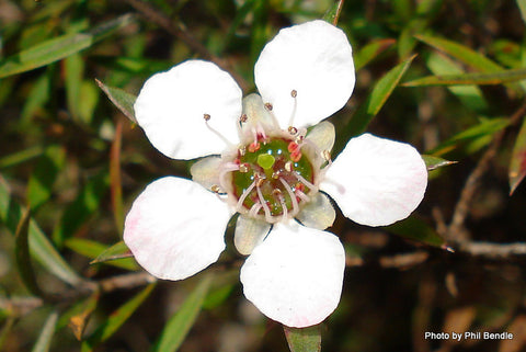 Manuka voor je huid